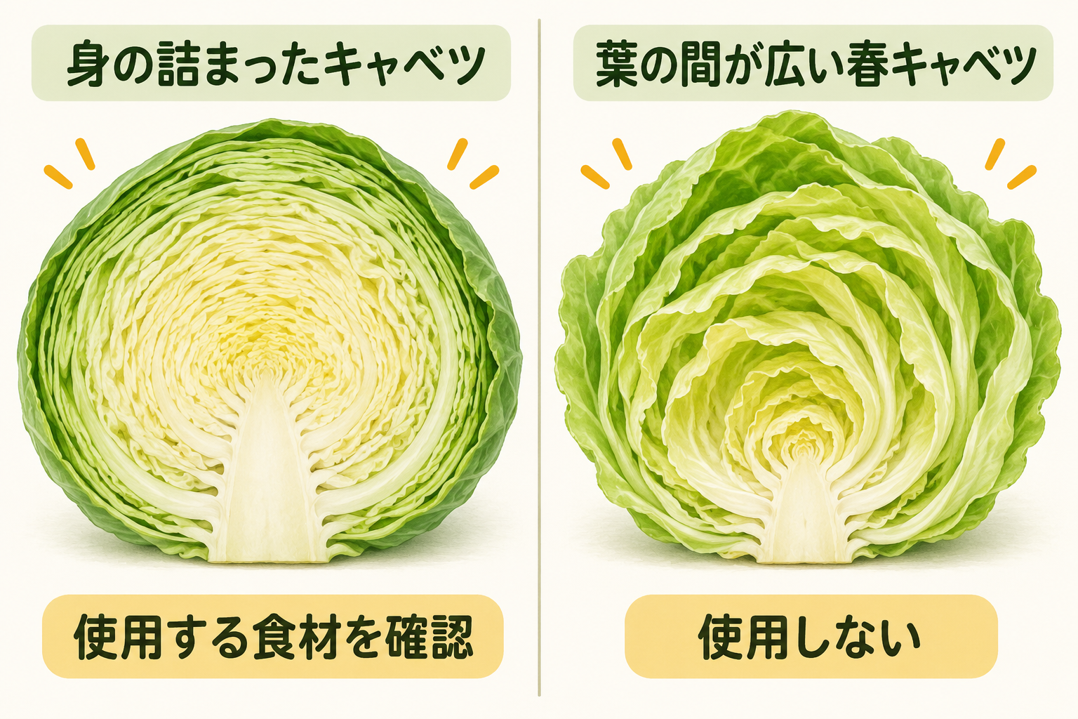 身が詰まったキャベツと、使用しない条件の葉の間が広い春キャベツを比較する図